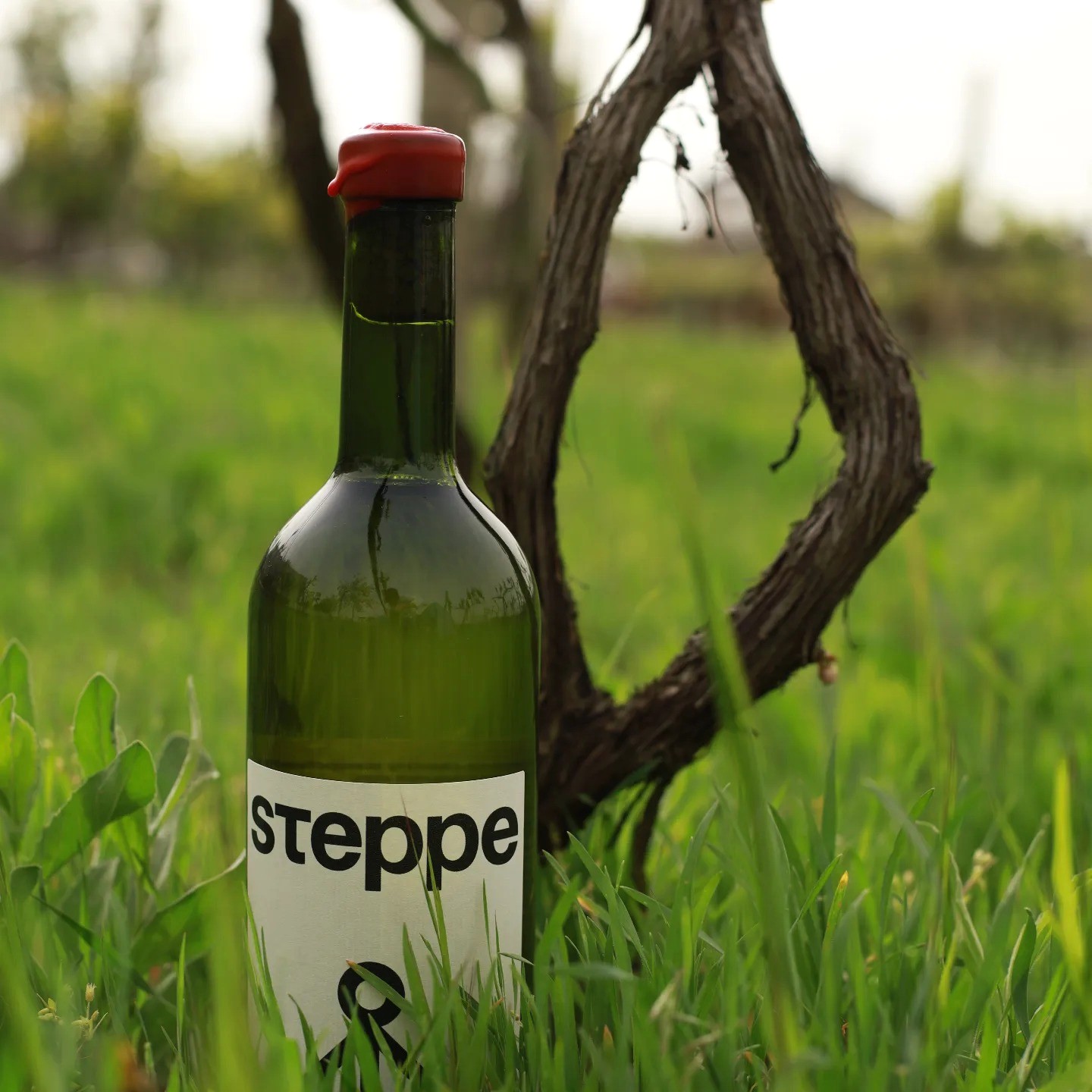 Steppe Wines